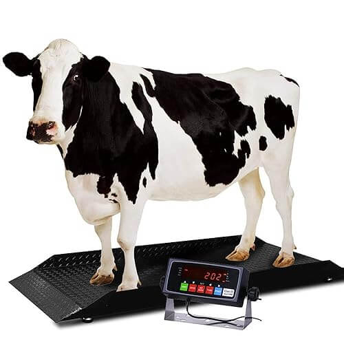 Cow on weighing scale supplied by Ekule Metrology and Material Handling