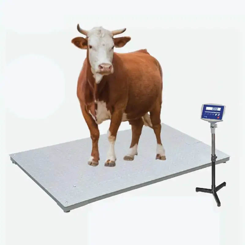 Cow on weighing scale
